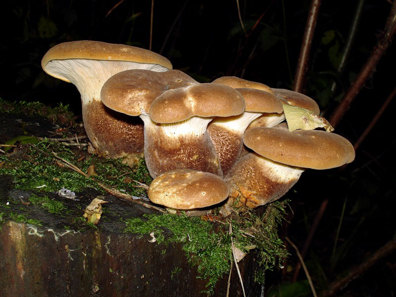 Свинушка толстая