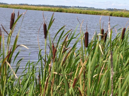 Шумел камыш…