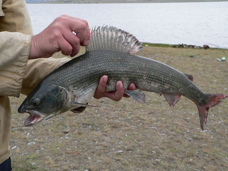 Рыбалка в тайге